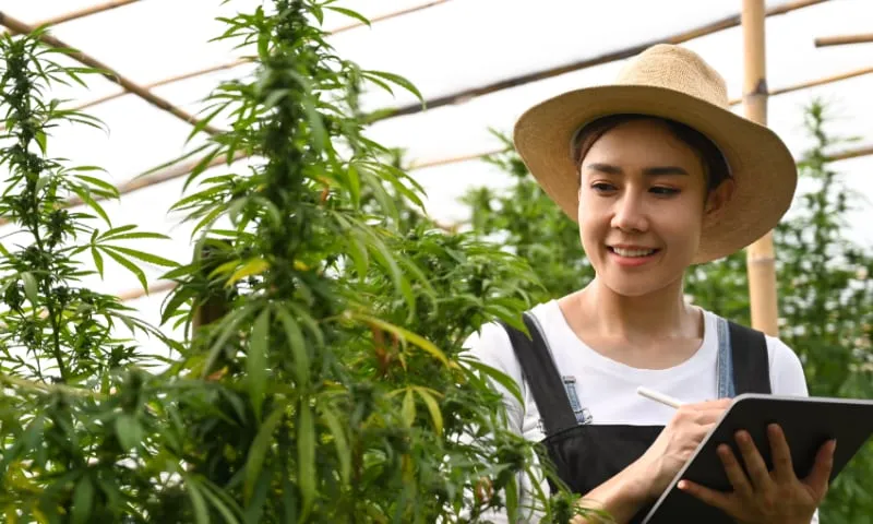 organic-cannabis-grower-thailand
