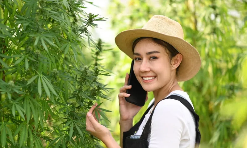 our-onlline-cannabis-shop
