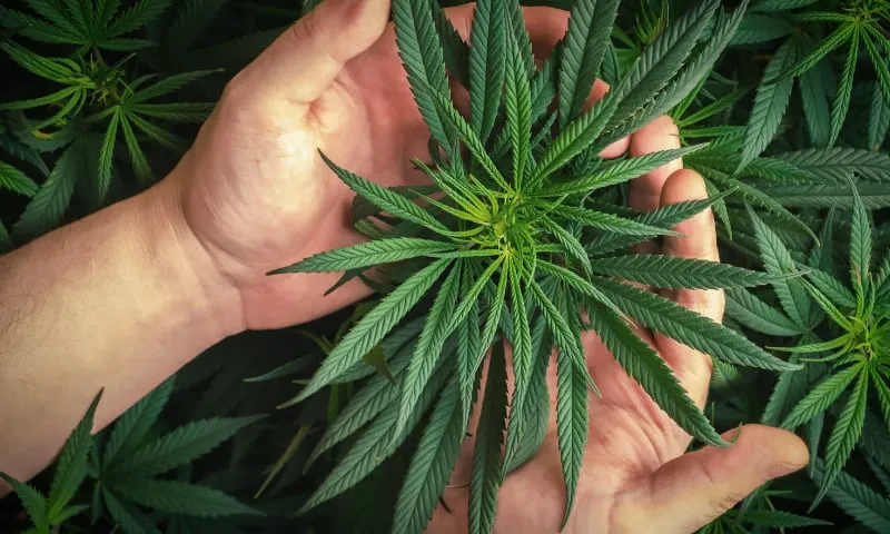 quality-medica-cannabis-thailand